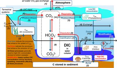 Interaction between seawater carbon dioxide dynamics and stratification in shallow coastal waters: A preliminary study based on a weekly validated three-dimensional ecological model